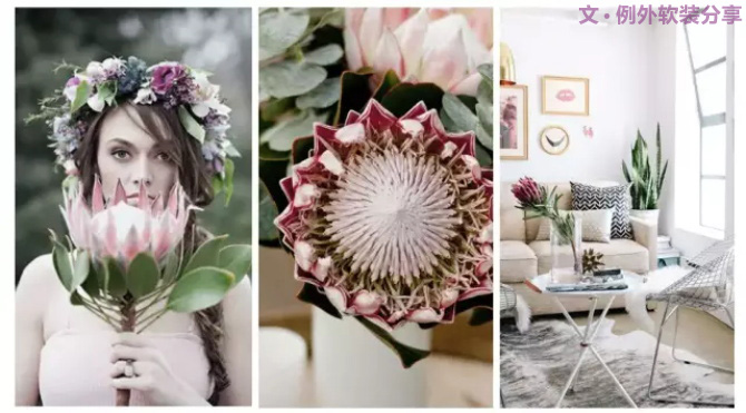 【例外.花箋記】沒(méi)有哪個(gè)姑娘能拒絕這樣一支奇葩！