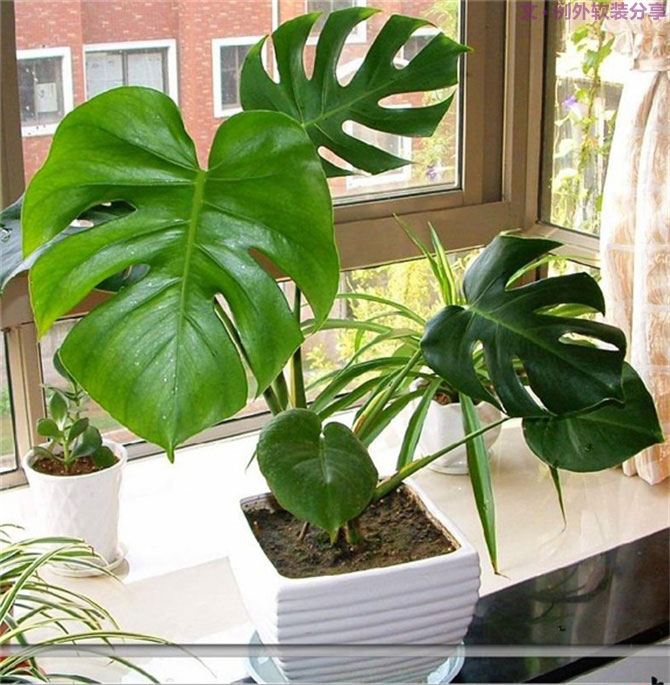 【裝修后必備】教你認(rèn)識5種強(qiáng)吸毒植物