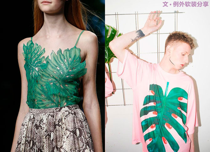 龜背竹遠不止能去除甲醛，原來還有這么多作用！-別墅設計,軟裝設計,室內設計,豪宅設計,深圳例外軟裝設計公司