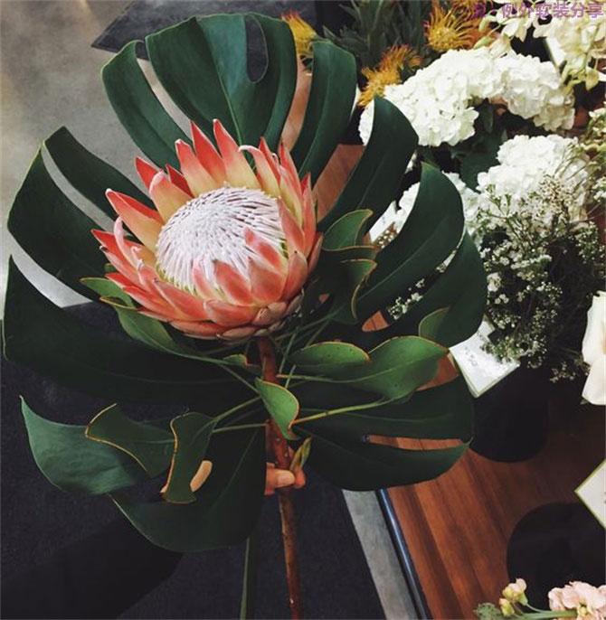 龜背竹遠不止能去除甲醛，原來還有這么多作用！-別墅設計,軟裝設計,室內設計,豪宅設計,深圳例外軟裝設計公司