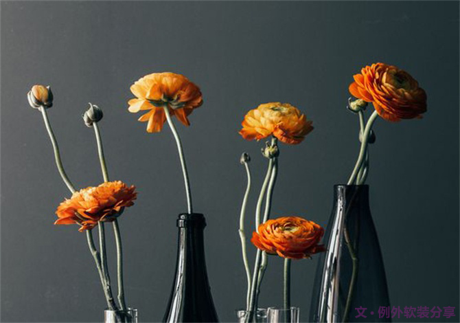 【例外·花箋記】洋牡丹，花叢中的人氣精靈-別墅設(shè)計(jì),軟裝設(shè)計(jì),室內(nèi)設(shè)計(jì),豪宅設(shè)計(jì),深圳例外軟裝設(shè)計(jì)公司