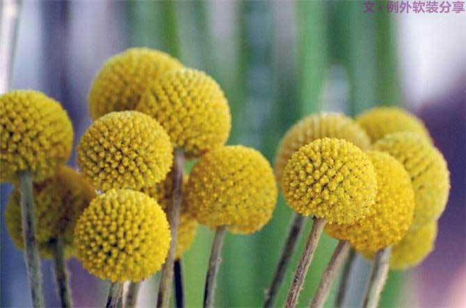 【例外.花箋記】金槌花，敲打在心間的小鼓槌！