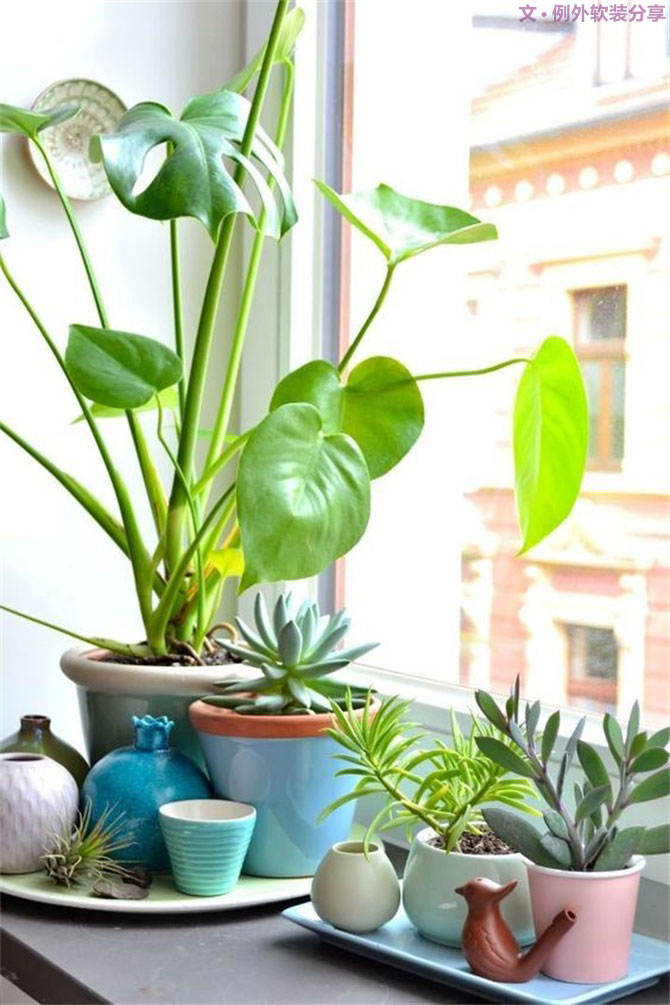 龜背竹遠不止能去除甲醛，原來還有這么多作用！-別墅設計,軟裝設計,室內設計,豪宅設計,深圳例外軟裝設計公司