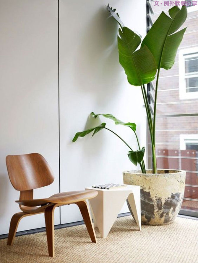 這些自帶天然氣質(zhì)的網(wǎng)紅綠植，都成了設(shè)計界的新寵兒！-別墅軟裝設(shè)計,軟裝設(shè)計,室內(nèi)軟裝設(shè)計,室內(nèi)設(shè)計,豪宅設(shè)計,深圳例外軟裝設(shè)計公司