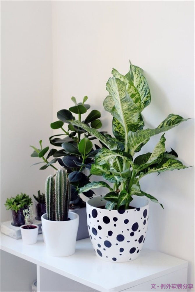 家里植物這樣擺，打造”另類“居室（一）-別墅設(shè)計,軟裝設(shè)計,室內(nèi)設(shè)計,豪宅設(shè)計,深圳例外軟裝設(shè)計公司