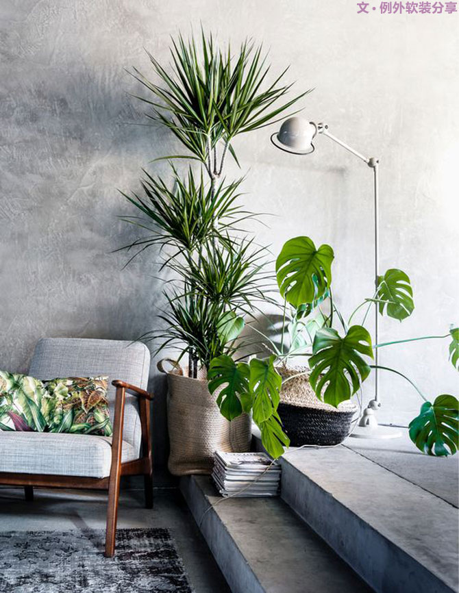 這些自帶天然氣質(zhì)的網(wǎng)紅綠植，都成了設(shè)計界的新寵兒！-別墅軟裝設(shè)計,軟裝設(shè)計,室內(nèi)軟裝設(shè)計,室內(nèi)設(shè)計,豪宅設(shè)計,深圳例外軟裝設(shè)計公司
