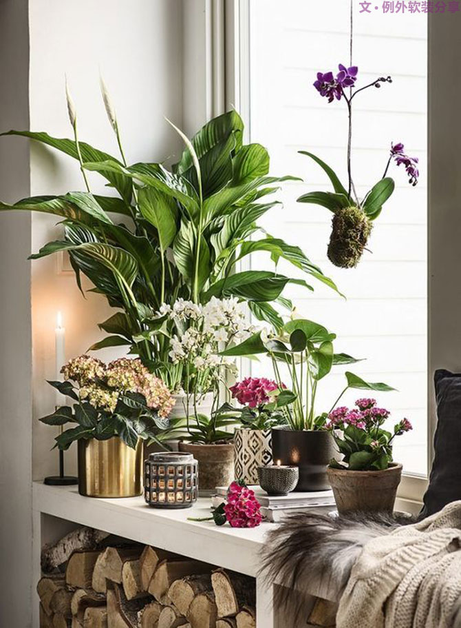 這些自帶天然氣質(zhì)的網(wǎng)紅綠植，都成了設(shè)計界的新寵兒！-別墅軟裝設(shè)計,軟裝設(shè)計,室內(nèi)軟裝設(shè)計,室內(nèi)設(shè)計,豪宅設(shè)計,深圳例外軟裝設(shè)計公司