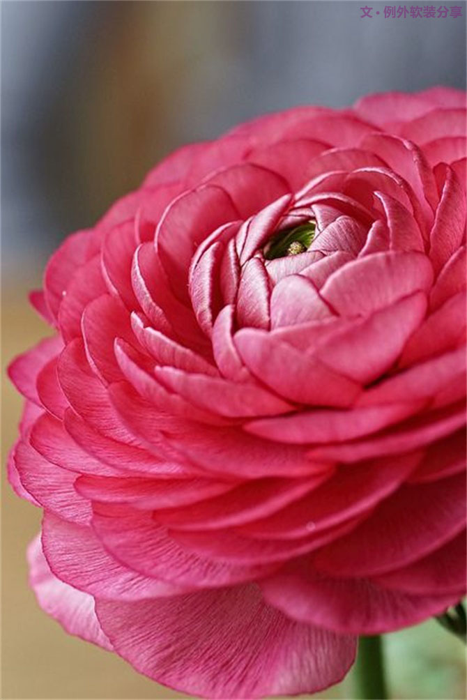 【例外·花箋記】洋牡丹，花叢中的人氣精靈-別墅設(shè)計(jì),軟裝設(shè)計(jì),室內(nèi)設(shè)計(jì),豪宅設(shè)計(jì),深圳例外軟裝設(shè)計(jì)公司