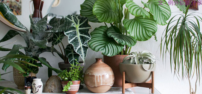 這些自帶天然氣質(zhì)的網(wǎng)紅綠植，都成了設(shè)計界的新寵兒！-別墅軟裝設(shè)計,軟裝設(shè)計,室內(nèi)軟裝設(shè)計,室內(nèi)設(shè)計,豪宅設(shè)計,深圳例外軟裝設(shè)計公司