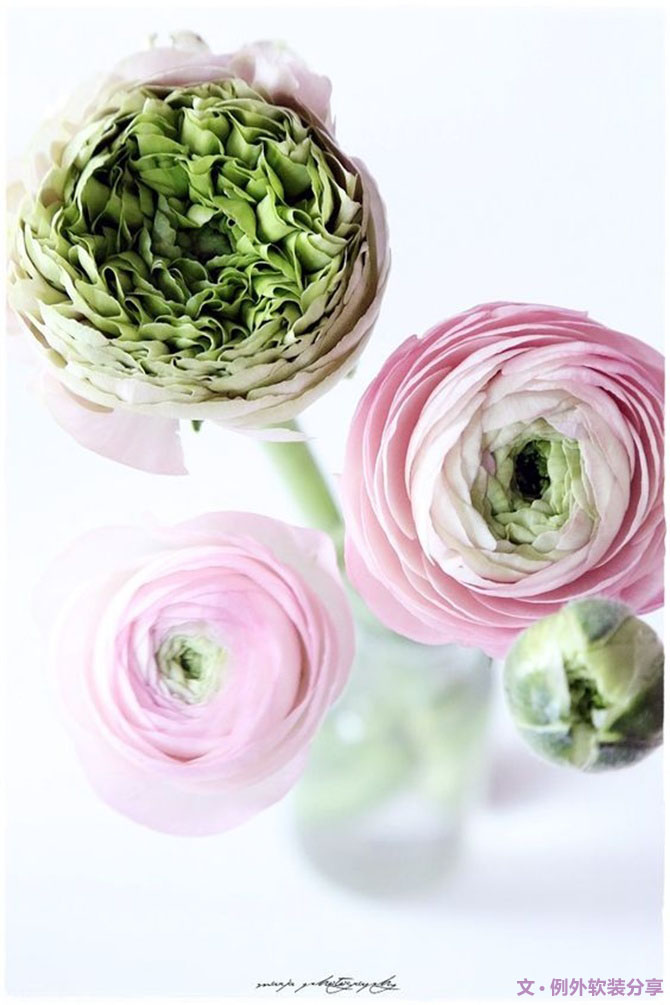 【例外·花箋記】洋牡丹，花叢中的人氣精靈-別墅設(shè)計(jì),軟裝設(shè)計(jì),室內(nèi)設(shè)計(jì),豪宅設(shè)計(jì),深圳例外軟裝設(shè)計(jì)公司